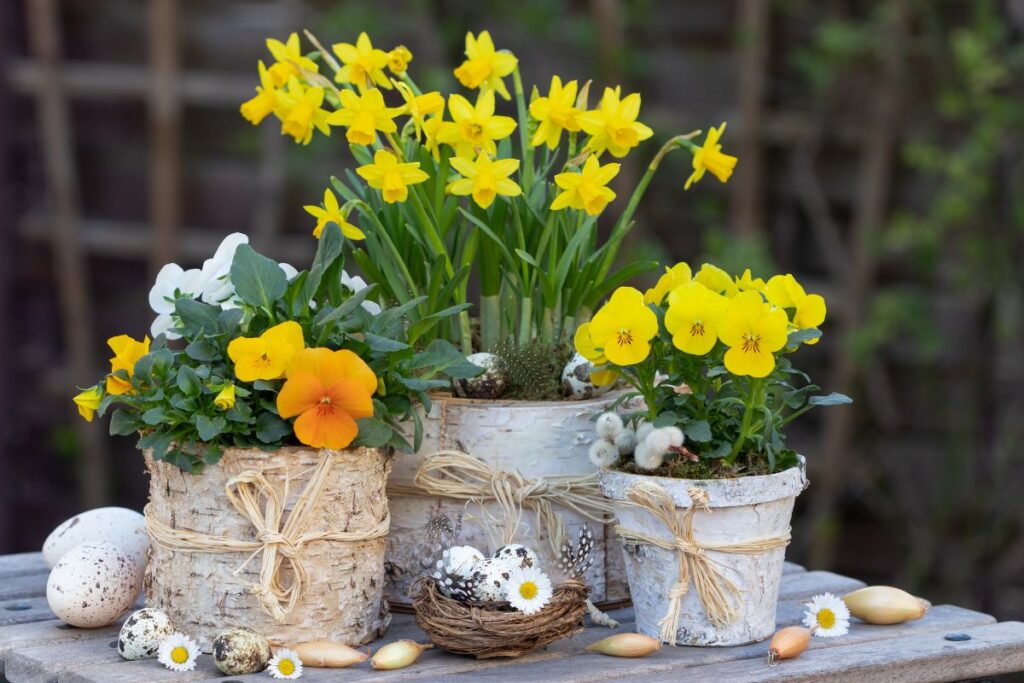 Jarná záhrada - Jarné slniečka na každý stôl