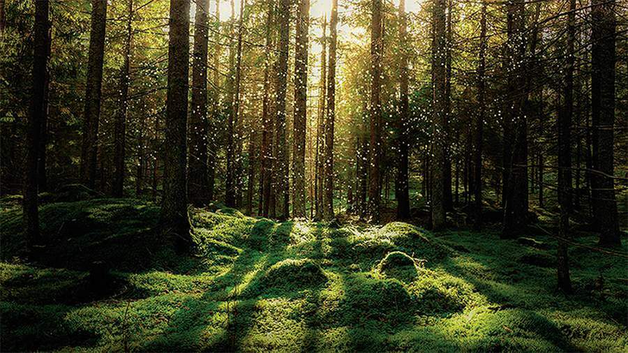 Tajné poklady Slovenska - Badínsky prales
