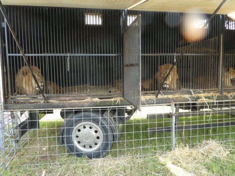 Obvinili majiteľa cirkusu za protiprávne držanie 14 levov afrických