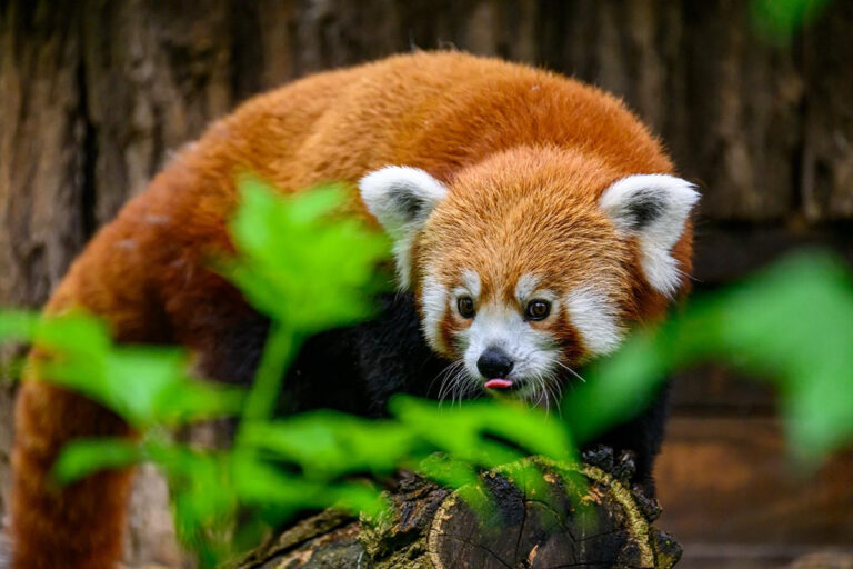 Najnovším prírastkom ZOO je samica pandy červenej