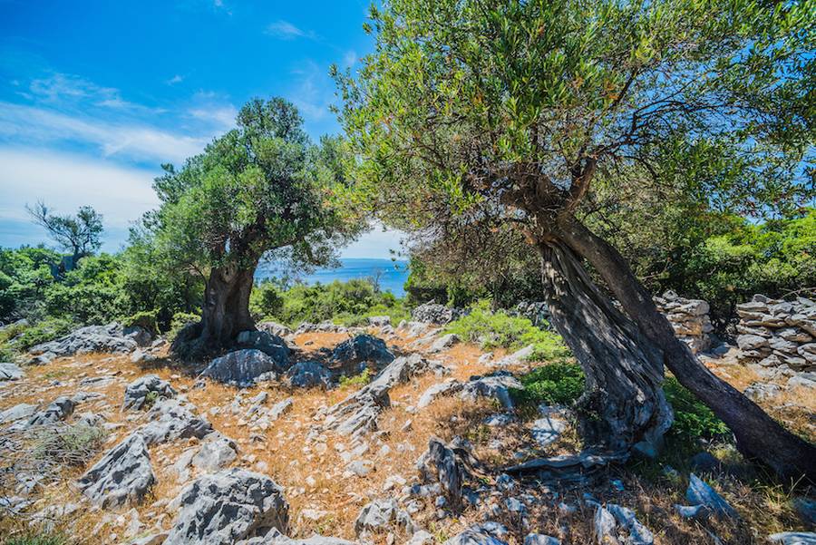Pag - Klenot Chorvátska - Storočné olivovníky prilákajú nejedného návštevníka