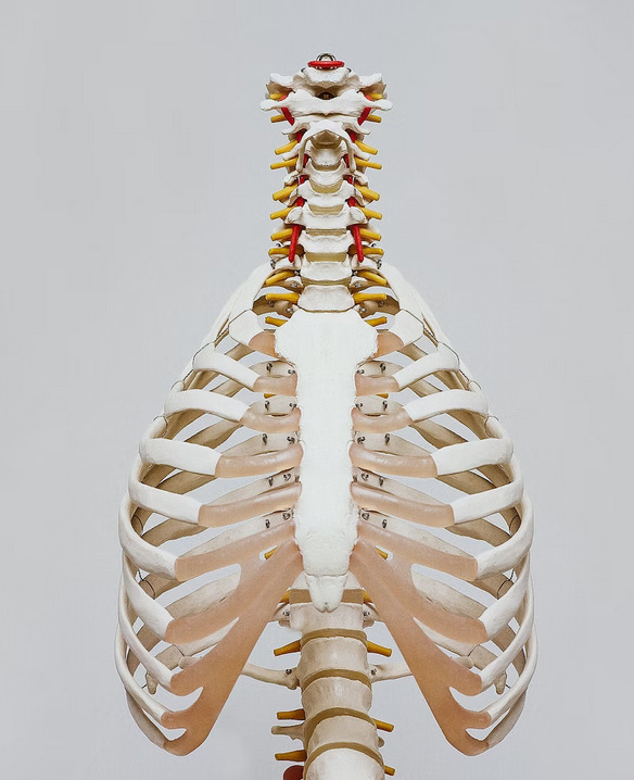 osteoporóza a osteopénia