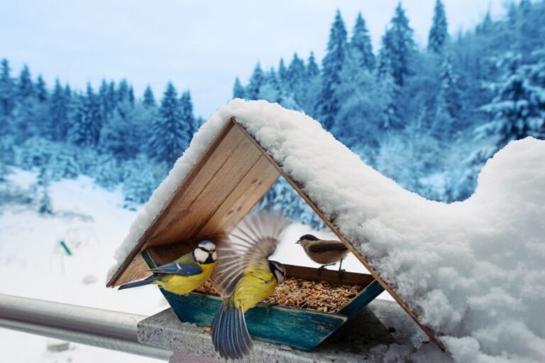 Ako kŕmiť vtáčiky v zime