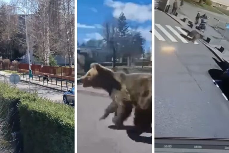 VIDEO: Pre prítomnosť medveďa v meste zasadá krízový štáb