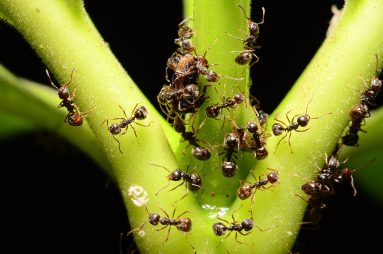 Bio-vojna proti mravcom